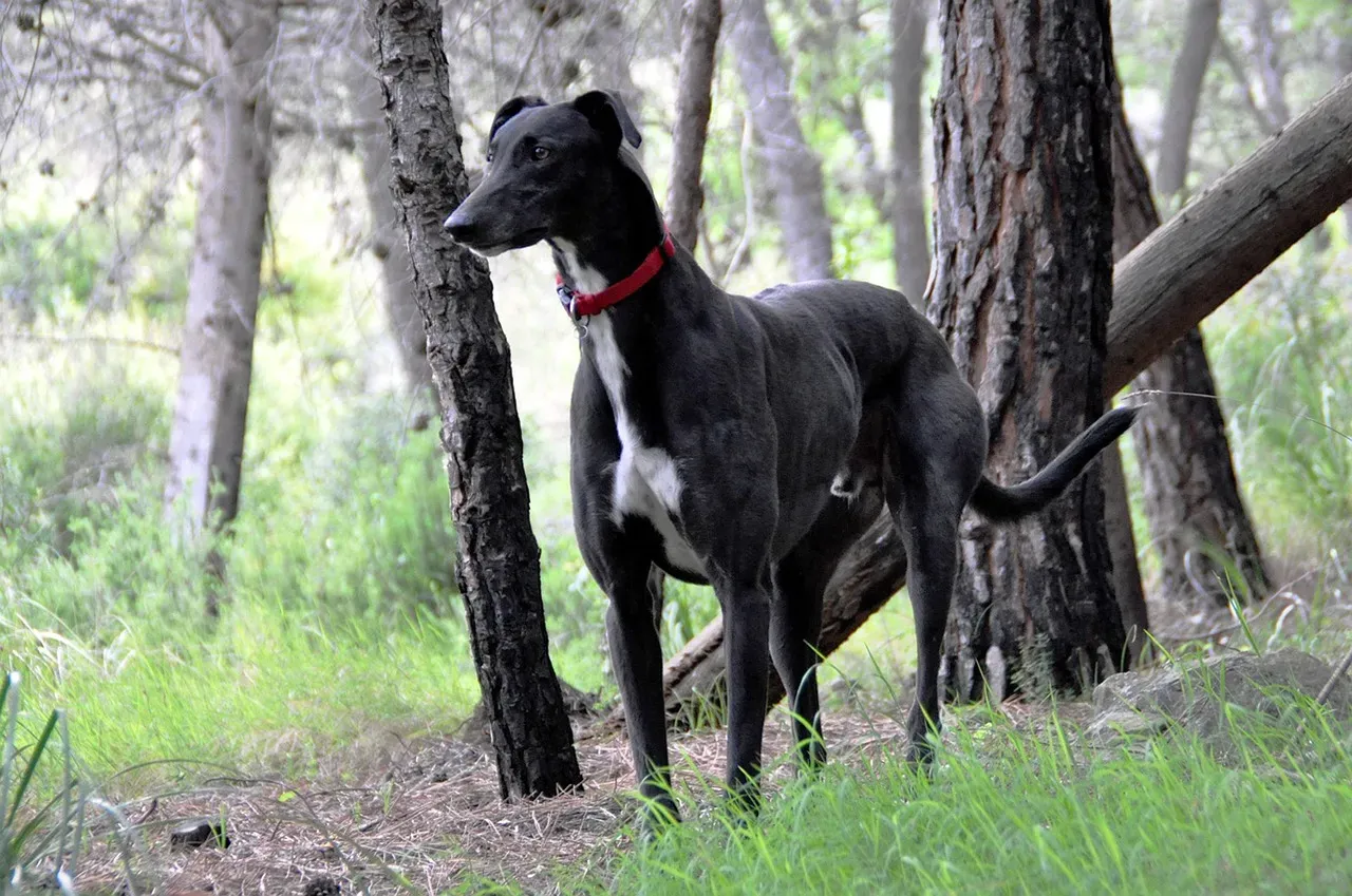 #12 Greyhound (Image Credits: Pixabay)