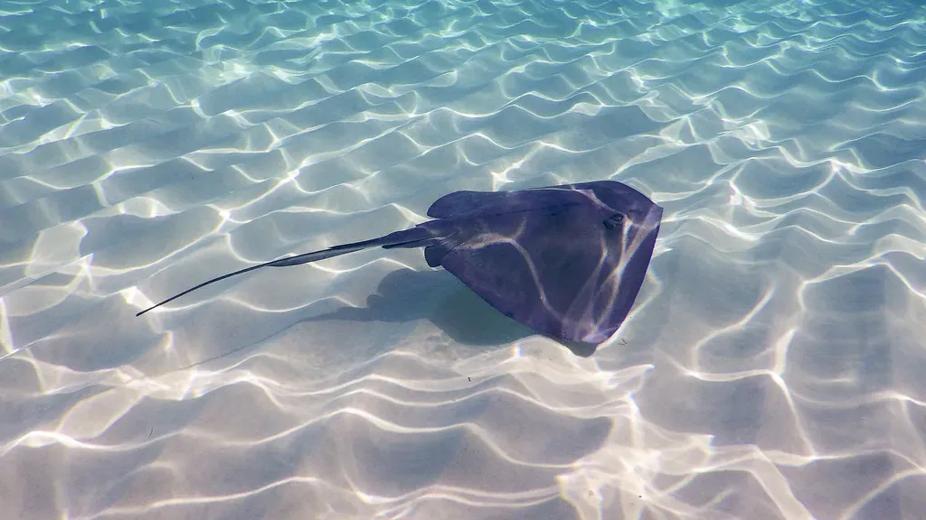#6 Atlantic Stingray (mjhbower, Flickr, CC BY-SA 2.0)