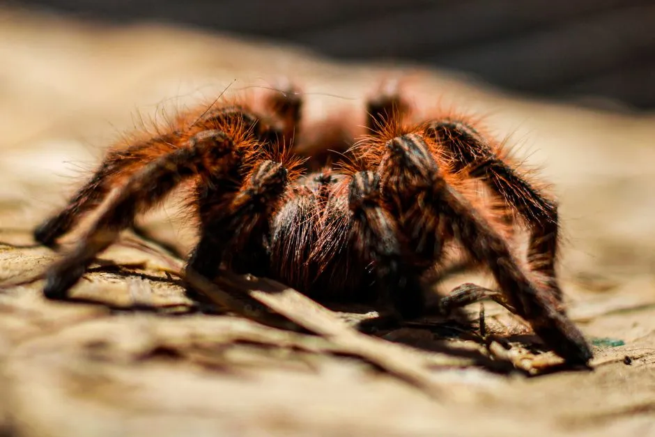 #8 Scorpio – The Intense Soul That Connects With a Tarantula (Image Credits: Pexels)