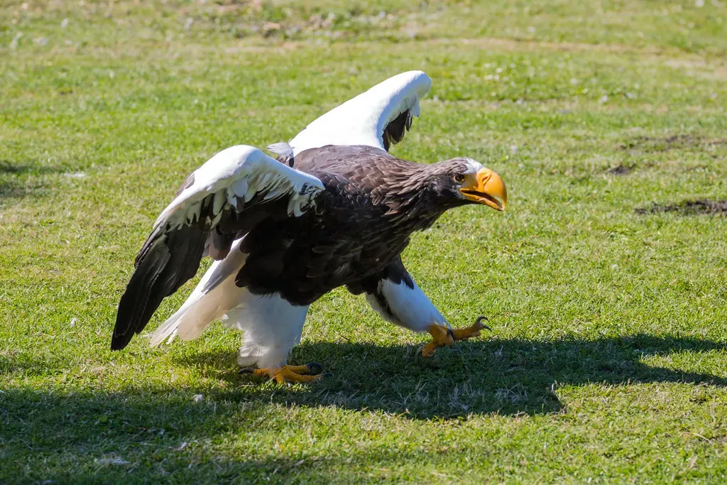 Fact 1: It Is Officially the Heaviest Eagle on Earth (Infomastern, Flickr, CC BY-SA 2.0)