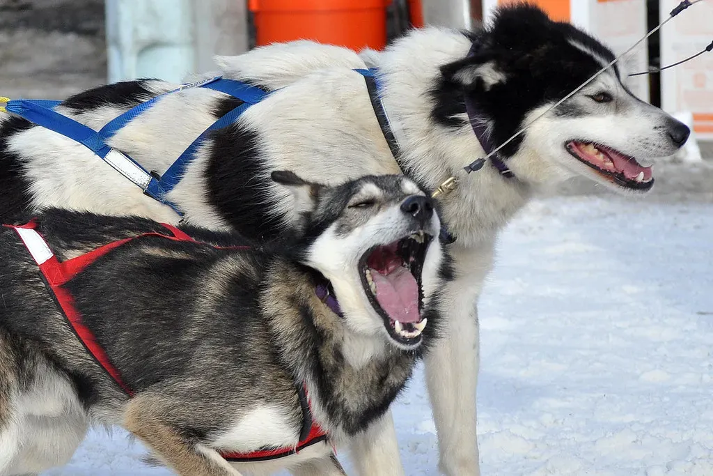 Anxiety and Aggression Become Real Problems (Image Credits: Flickr)