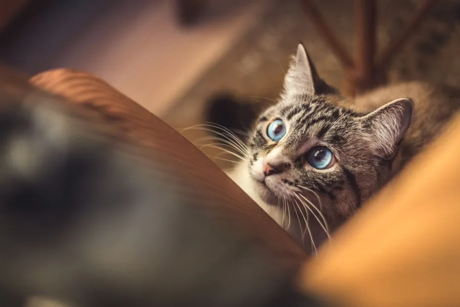 8. They Preempt Your Movement Around The Home (Image Credits: Pexels)