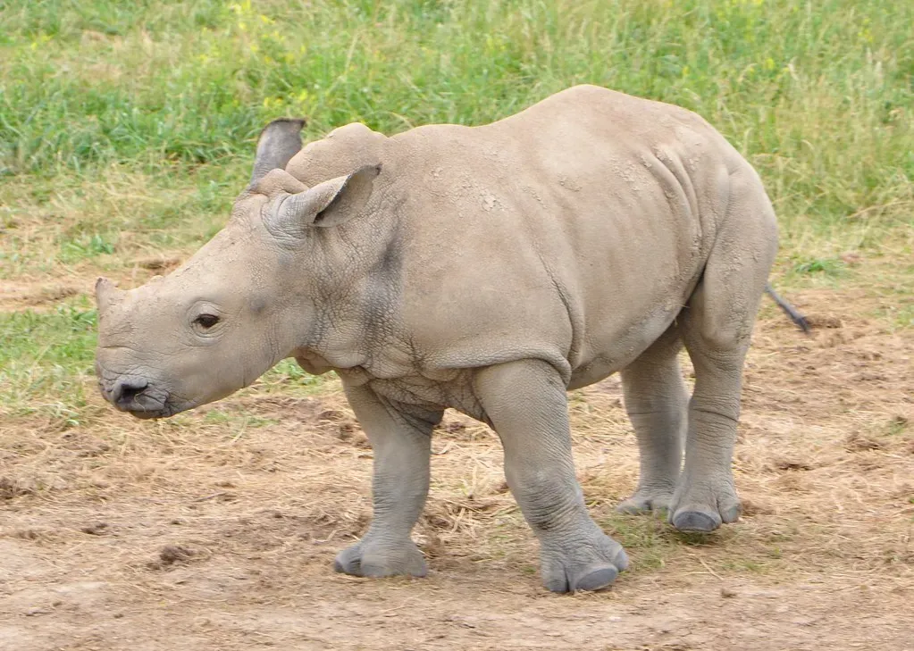 Southern White Rhino: Pulled from the Brink (Image Credits: Flickr)