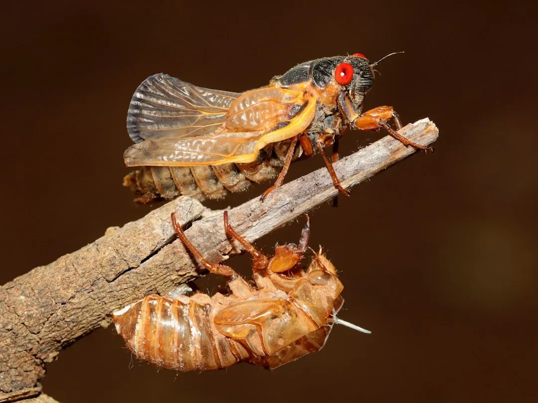 How Termites Actually Detect Moisture (Image Credits: Unsplash)