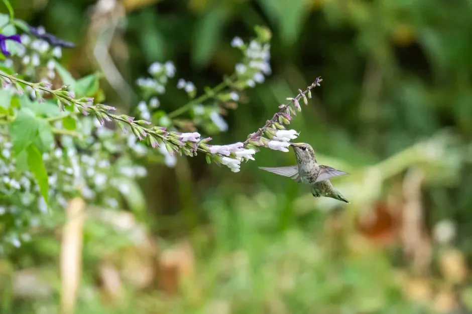 #9 - They Hover in Place for Minutes at a Time (Image Credits: Pexels)