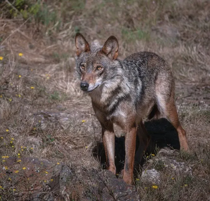 Coyote Hybridization Is One of Its Most Unusual Threats (Image Credits: Pexels)