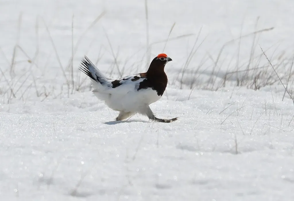1. The Willow Ptarmigan (Alaska) - A Master of Disguise (Image Credits: Flickr)