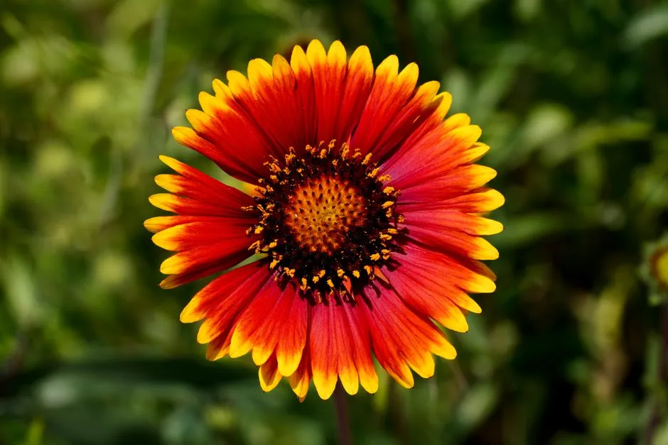 14 - Blanket Flower (Gaillardia) (Image Credits: Pexels)