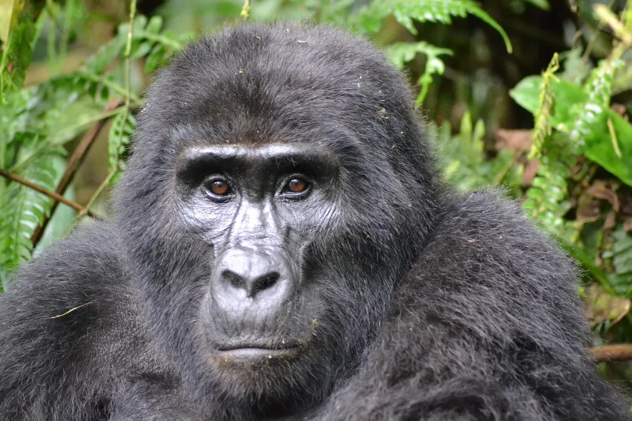 1. The Mountain Gorilla: A Gentle Giant Defies the Odds (Image Credits: Pixabay)