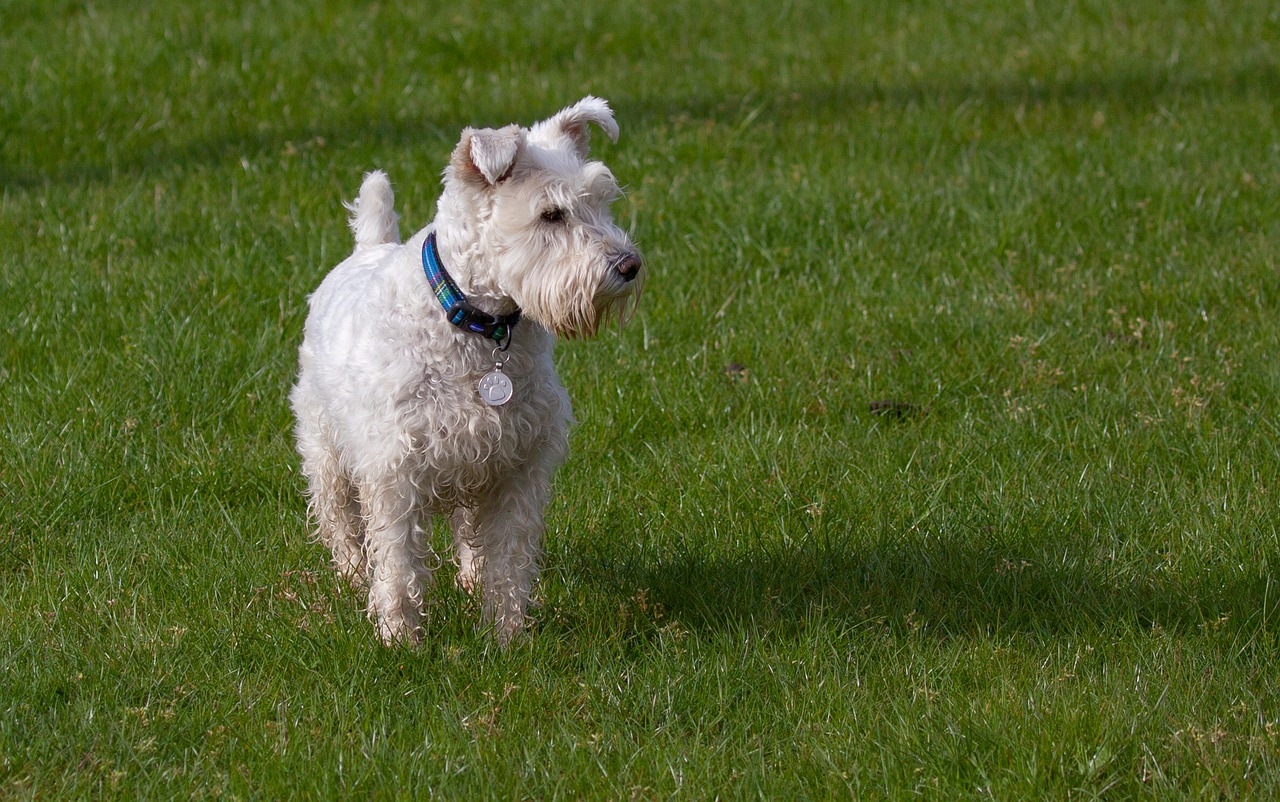 Scottish Terrier (Image Credits: Pixabay)