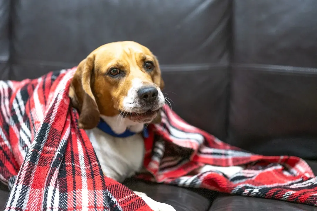 Blanket Offering as a Sign of Affection (Image Credits: Unsplash)