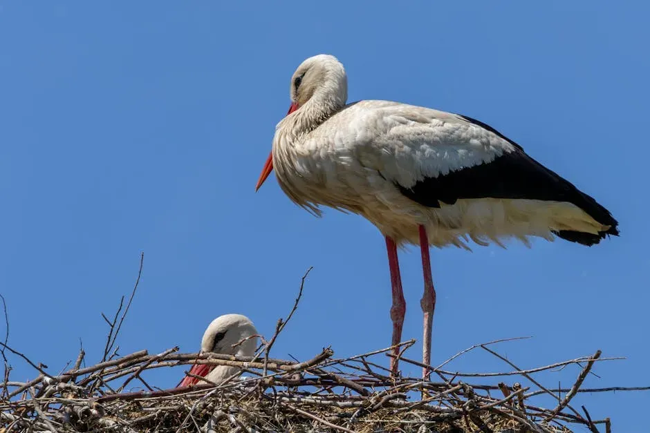 #11 Aquarius: The Stork (Image Credits: Pexels)