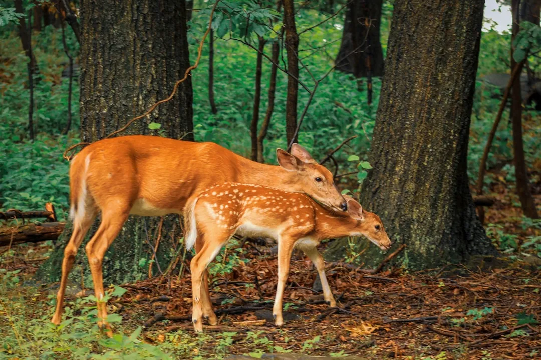 Seeking Shelter and Safety (Image Credits: Unsplash)