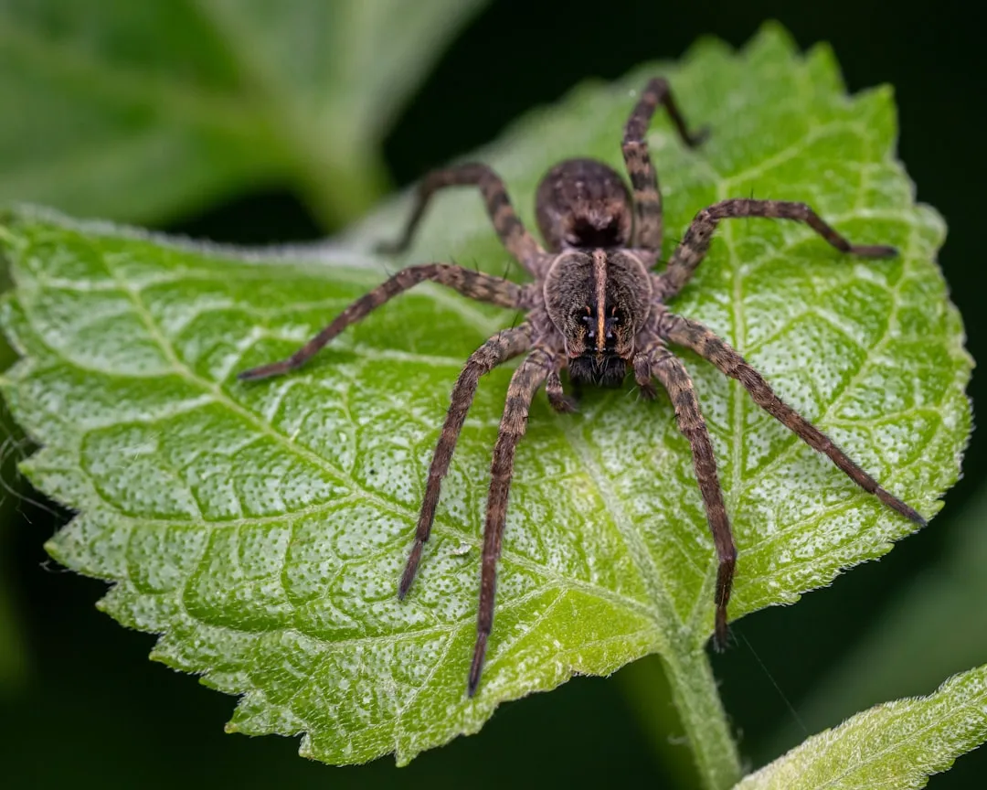 #23 - Spiders That Guard Their Young Like Tiny Lions (Image Credits: Unsplash)