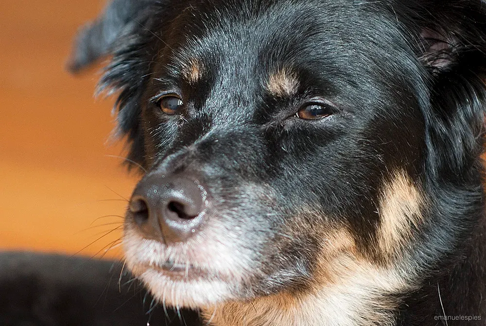 The Way They Stare Tells You Exactly What They Mean (Image Credits: Flickr)