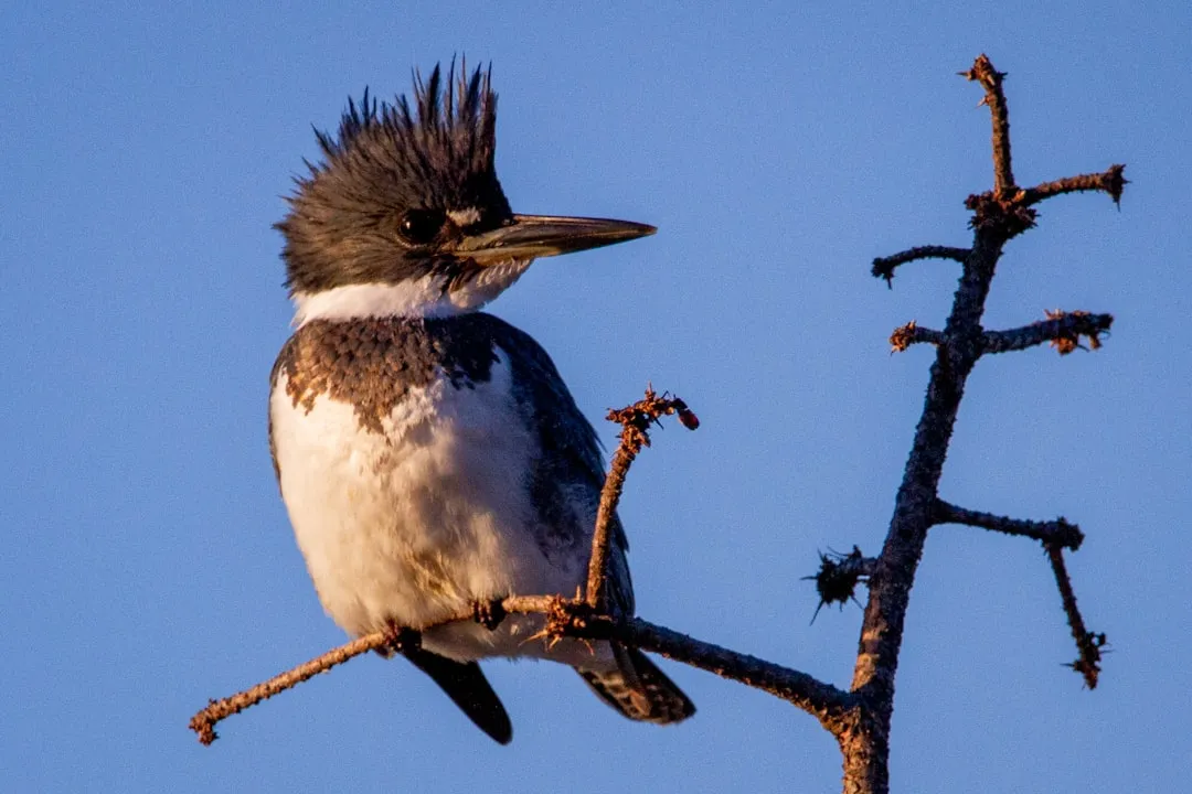 1. A Crest That Looks Wild but Works Hard (Image Credits: Unsplash)