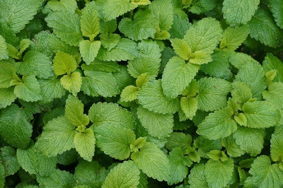 Lemon Balm: The Friendly Herb With a Smell Mosquitoes Prefer to Avoid (Image Credits: Unsplash)