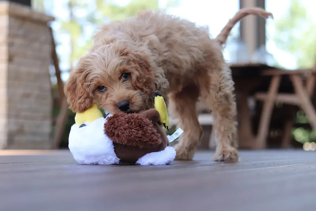 7. Toy Poodle (Image Credits: Unsplash)