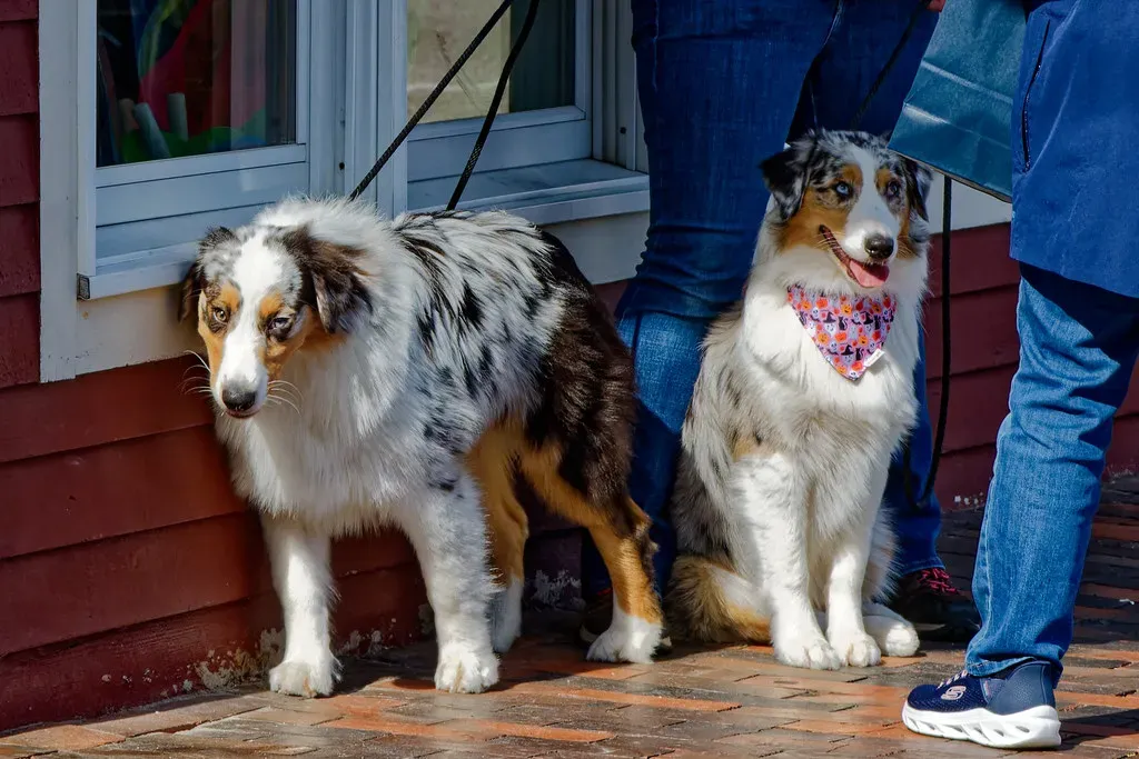 Australian Shepherd (Image Credits: Flickr)
