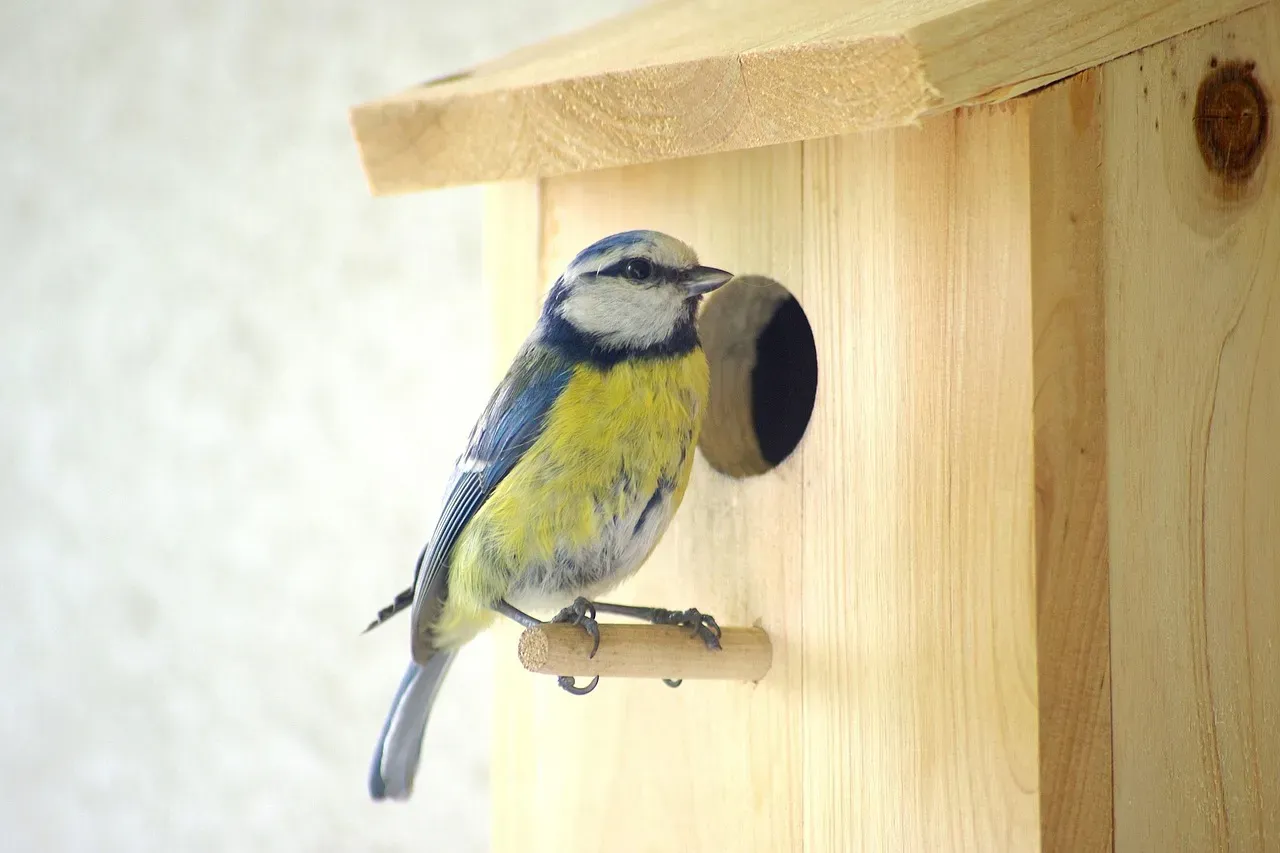 Install Nesting Boxes to Invite Birds to Stay (Image Credits: Pixabay)