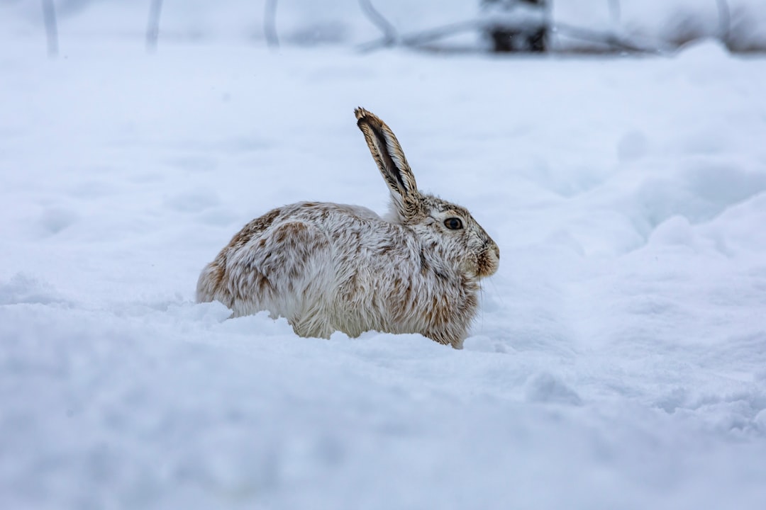 Arctic Hares (Image Credits: Unsplash)
