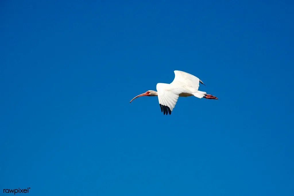Conservation's Ongoing Promise and Remaining Cautions (Free Public Domain Illustrations by rawpixel, Flickr, CC BY 2.0)