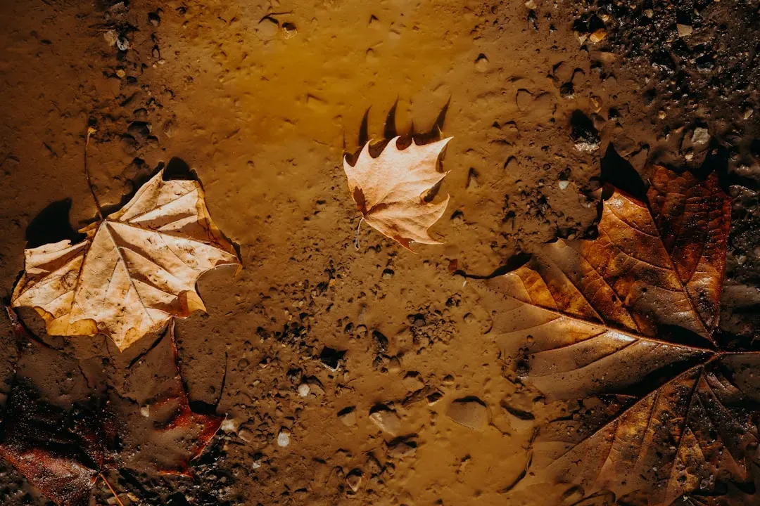 Don't Work Wet Soil (Image Credits: Unsplash)