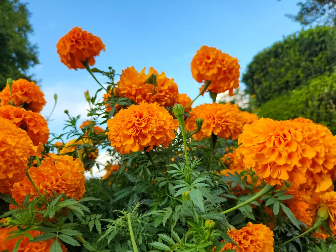Marigolds: Bright Little Borders With a Punchy Scent (Image Credits: Unsplash)