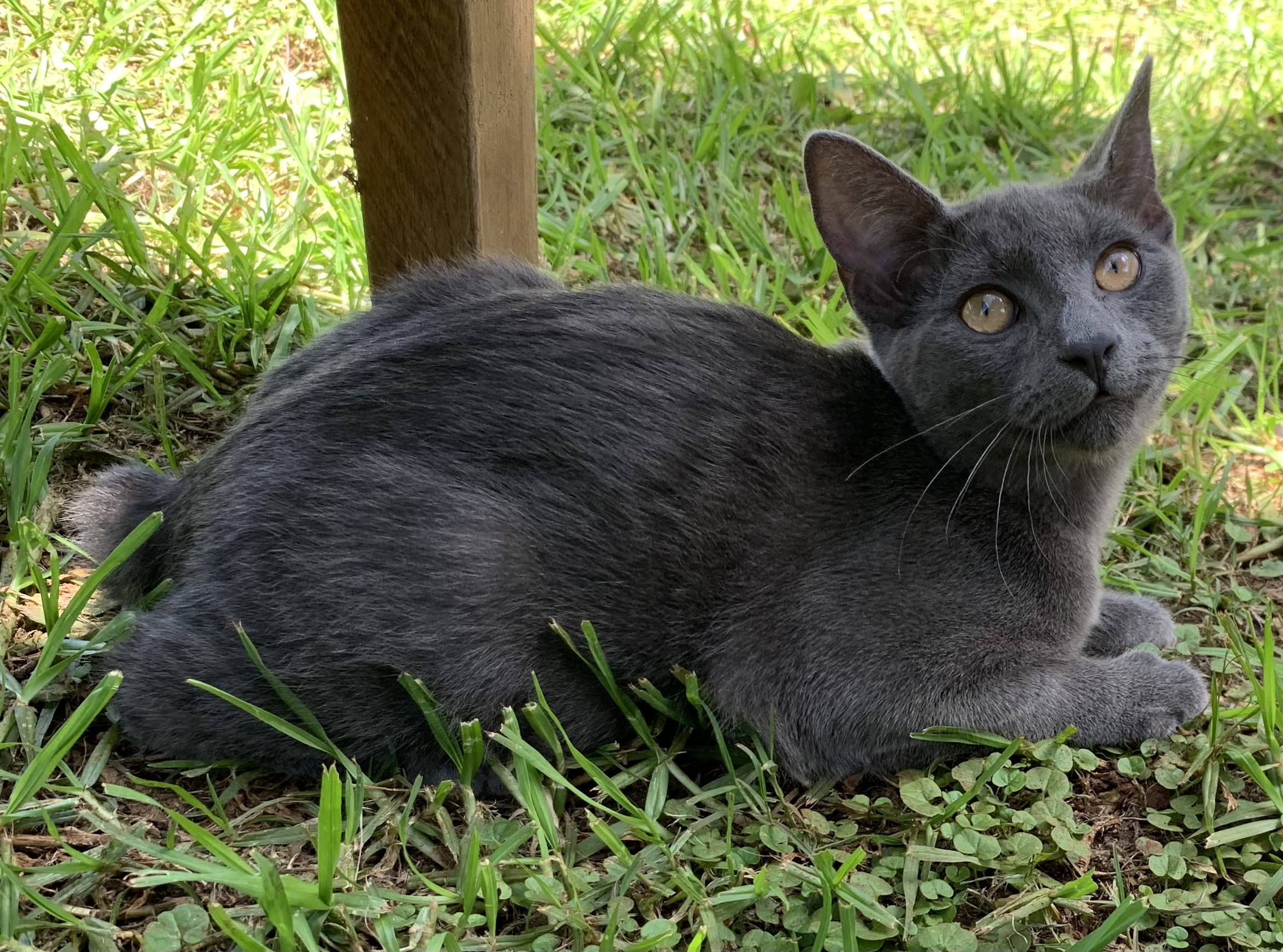 Manx Cats: The Tailless Trouble (Image Credits: Wikimedia)