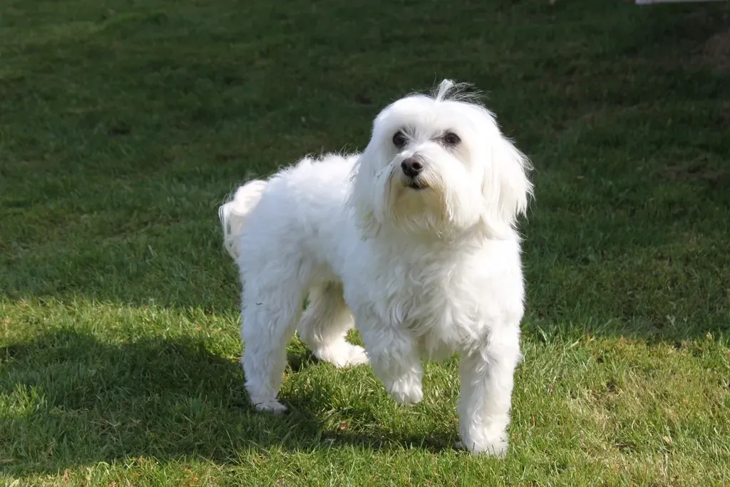 Maltese (Image Credits: Rawpixel)
