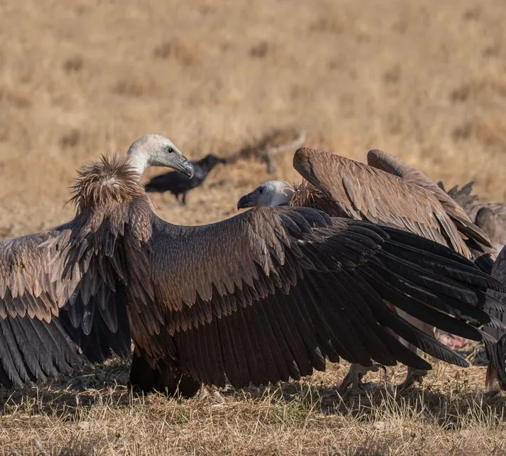 Deterring Vultures from Your Property (Image Credits: Pexels)