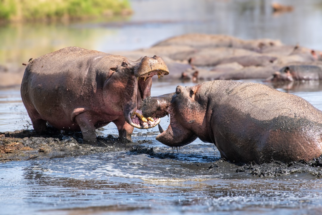 Understanding the Hippo's Territorial Mindset (Image Credits: Unsplash)