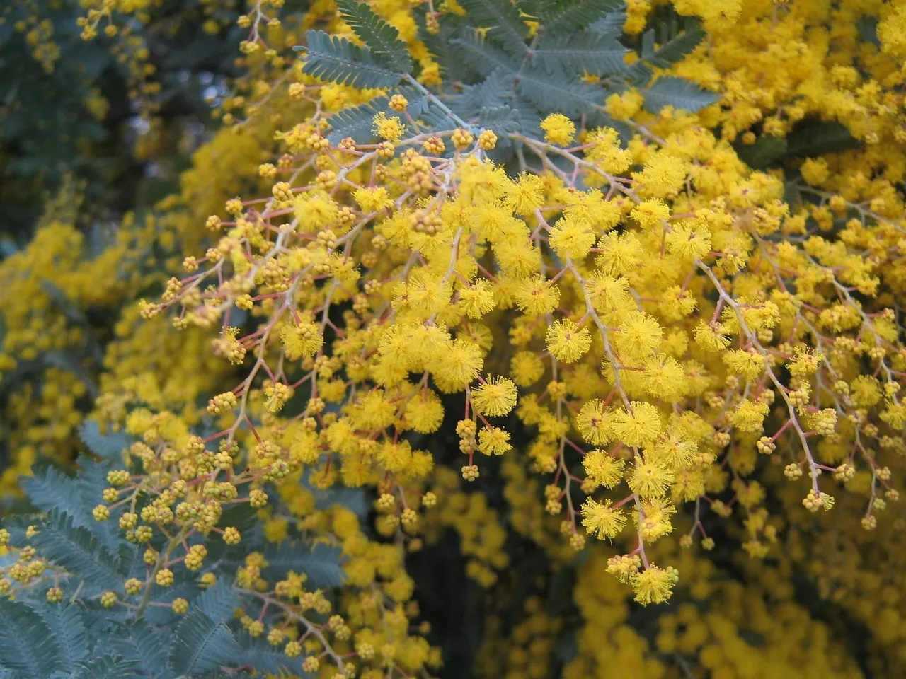 #4 - Tear Out a Bit of "Perfect" and Plant Native, Messy Edges (Image Credits: Pixabay)