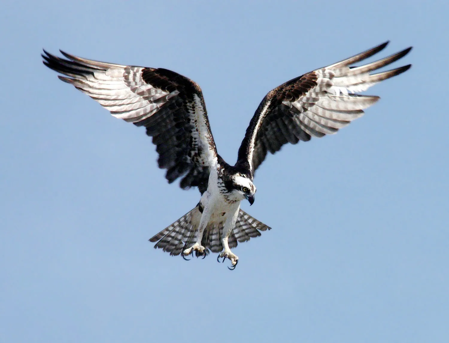 Protective Nictitating Membrane and Underwater Target Lock (By NASA, Public domain)