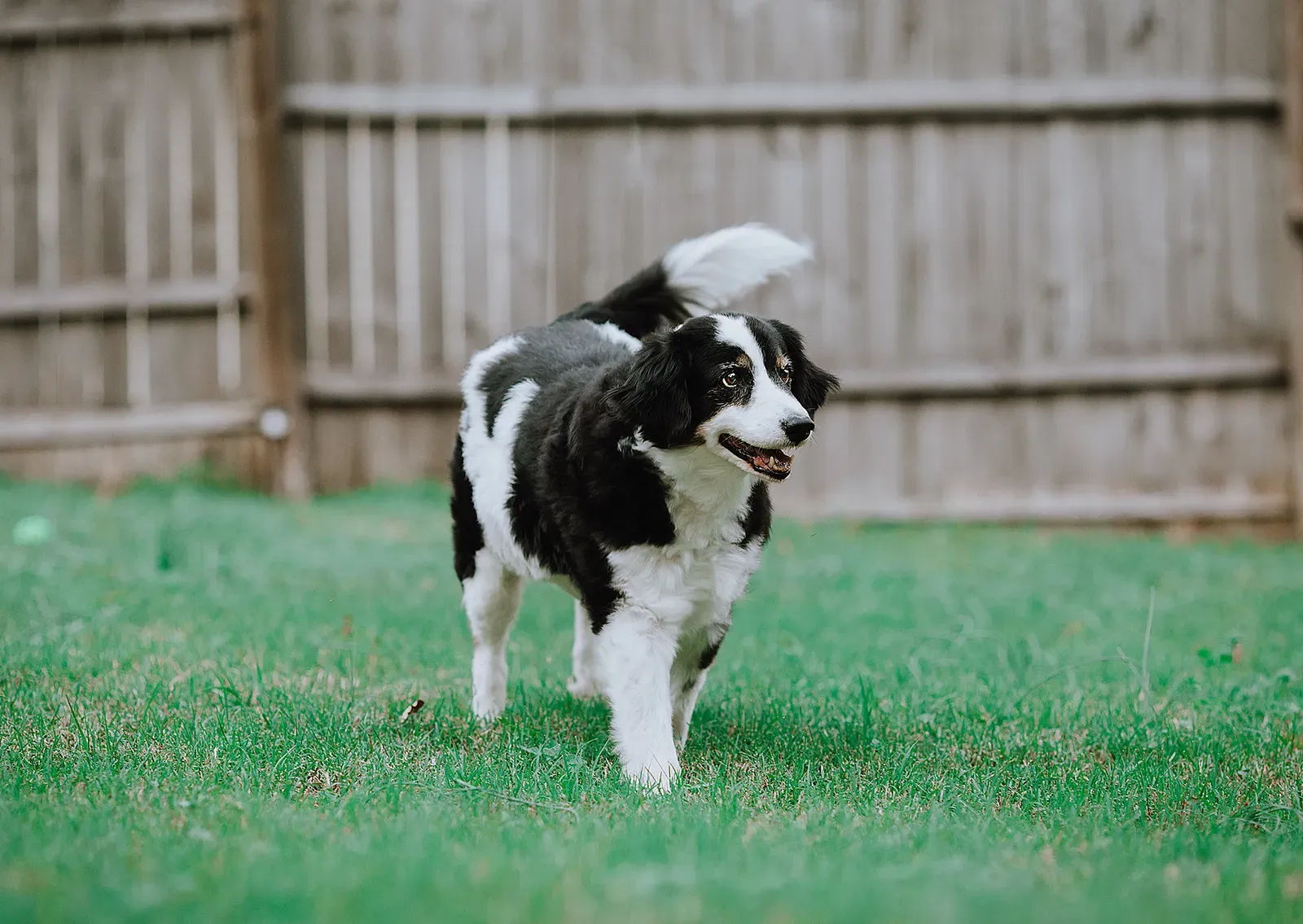 Grief After 50 Is Different, and Dogs Understand That (A senior mixed breed dog, CC BY 2.0)