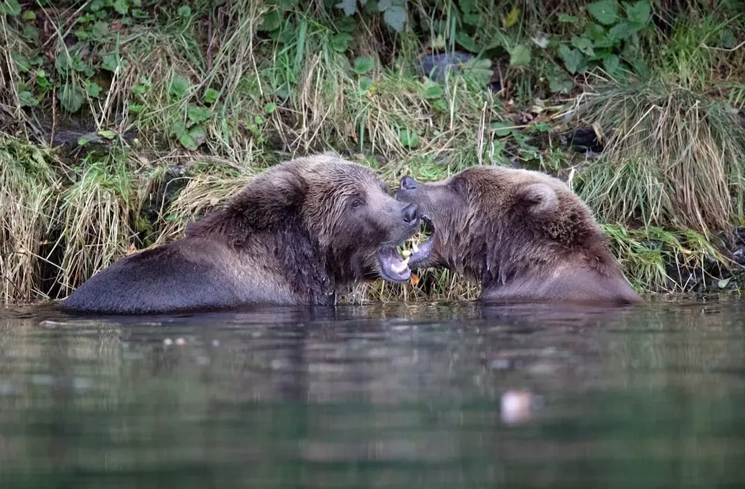 Beavers: Builders of Lasting Homes (Image Credits: Unsplash)