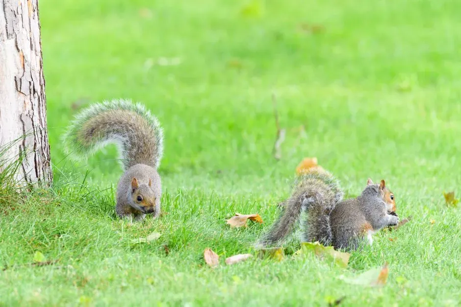 Physical Demands on the Animals (Image Credits: Pexels)