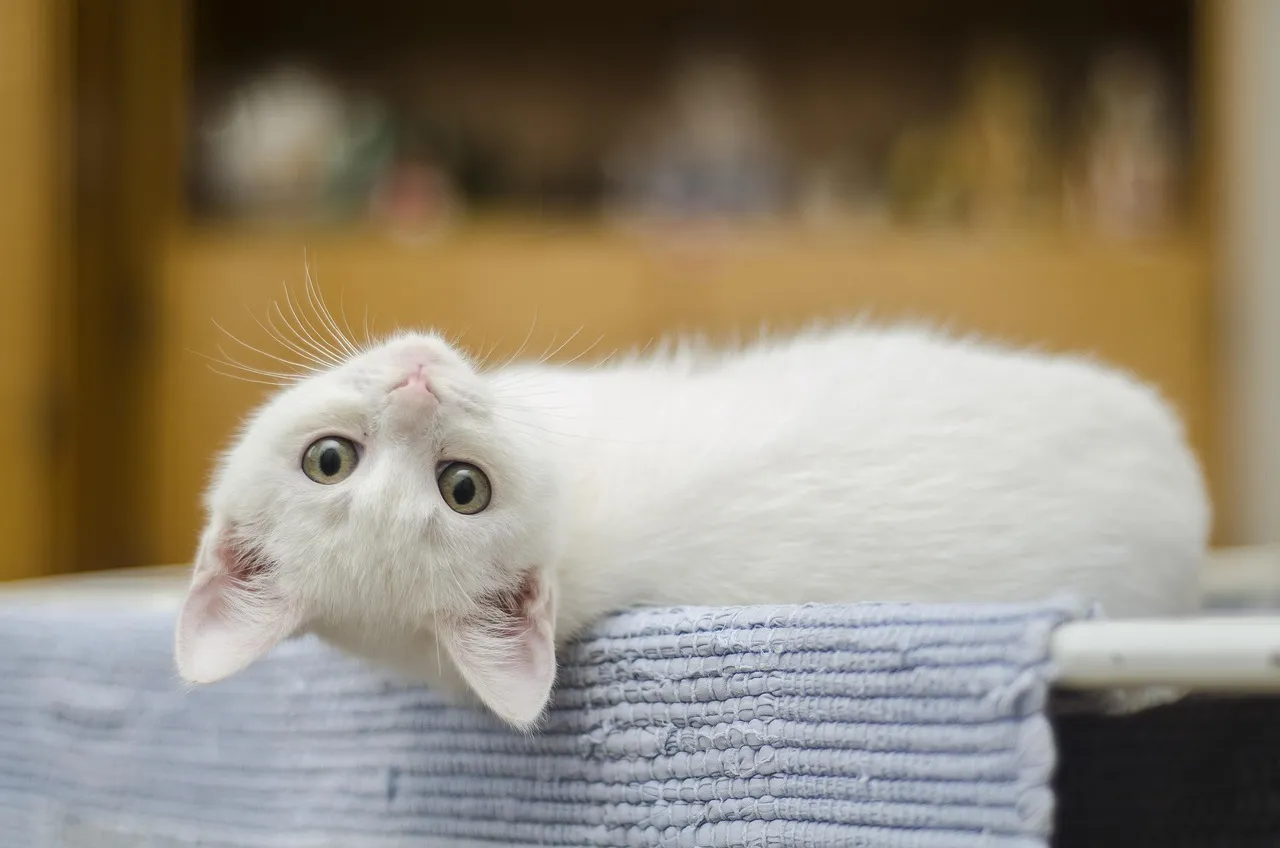 #7 - Their Whole Body Finally Relaxes the Moment You Walk In (Image Credits: Pixabay)