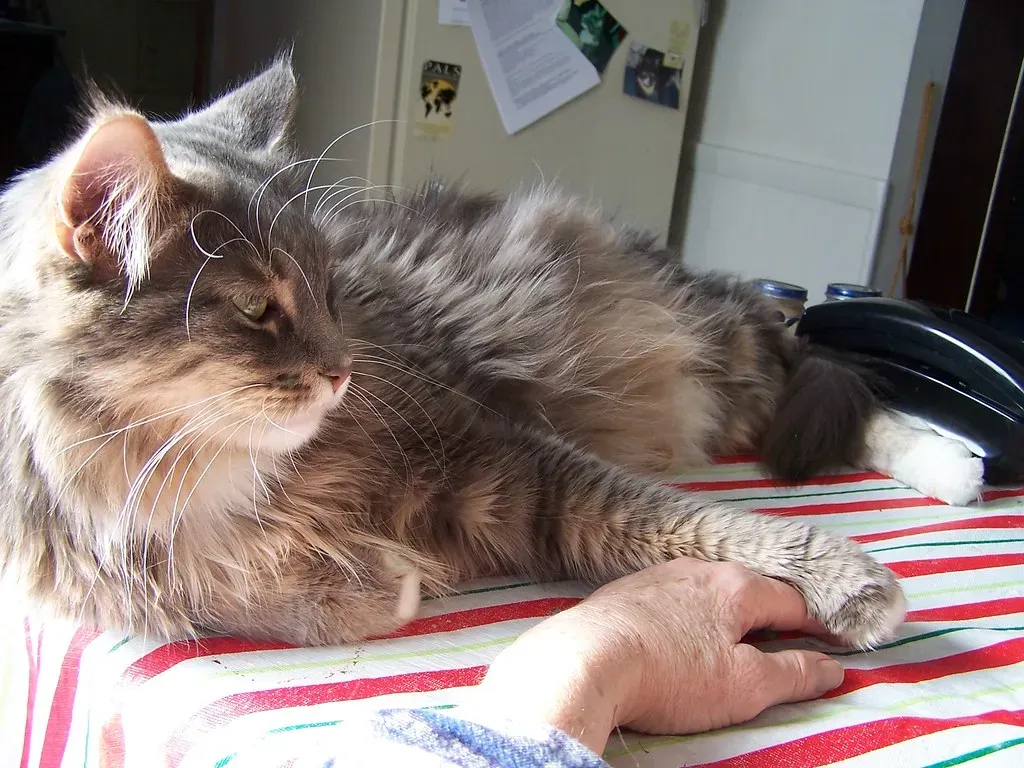 Keep Your Cat Indoors to Dramatically Boost Lifespan (Image Credits: Flickr)