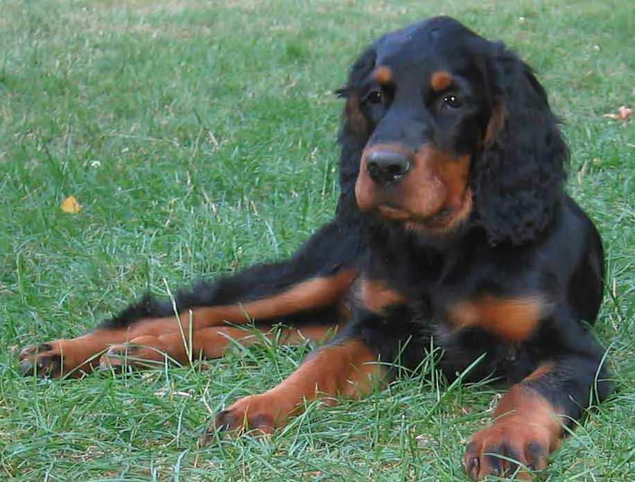 #3. Gordon Setter (richkidsunite, Flickr, CC BY 2.0)