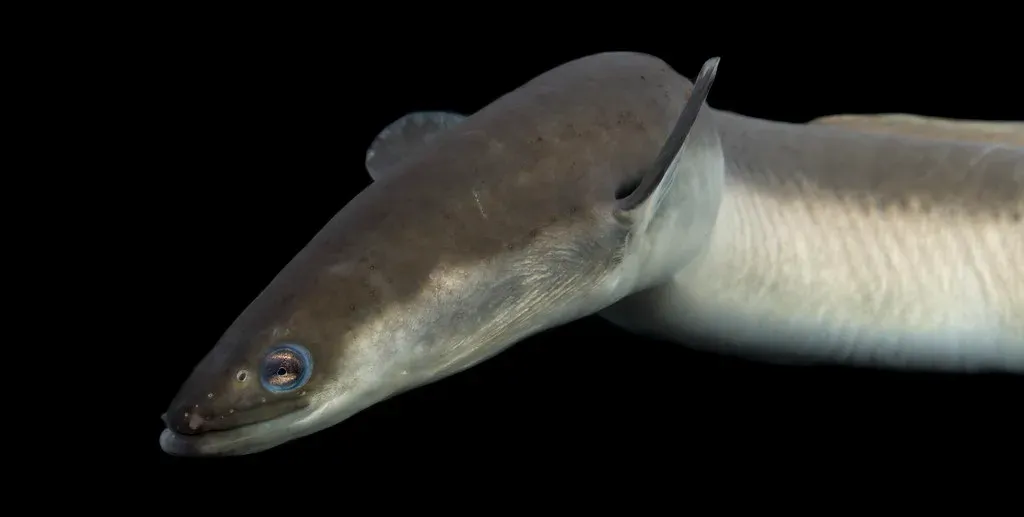 6. American Eel: The Extraordinary Traveler (Image Credits: Flickr)
