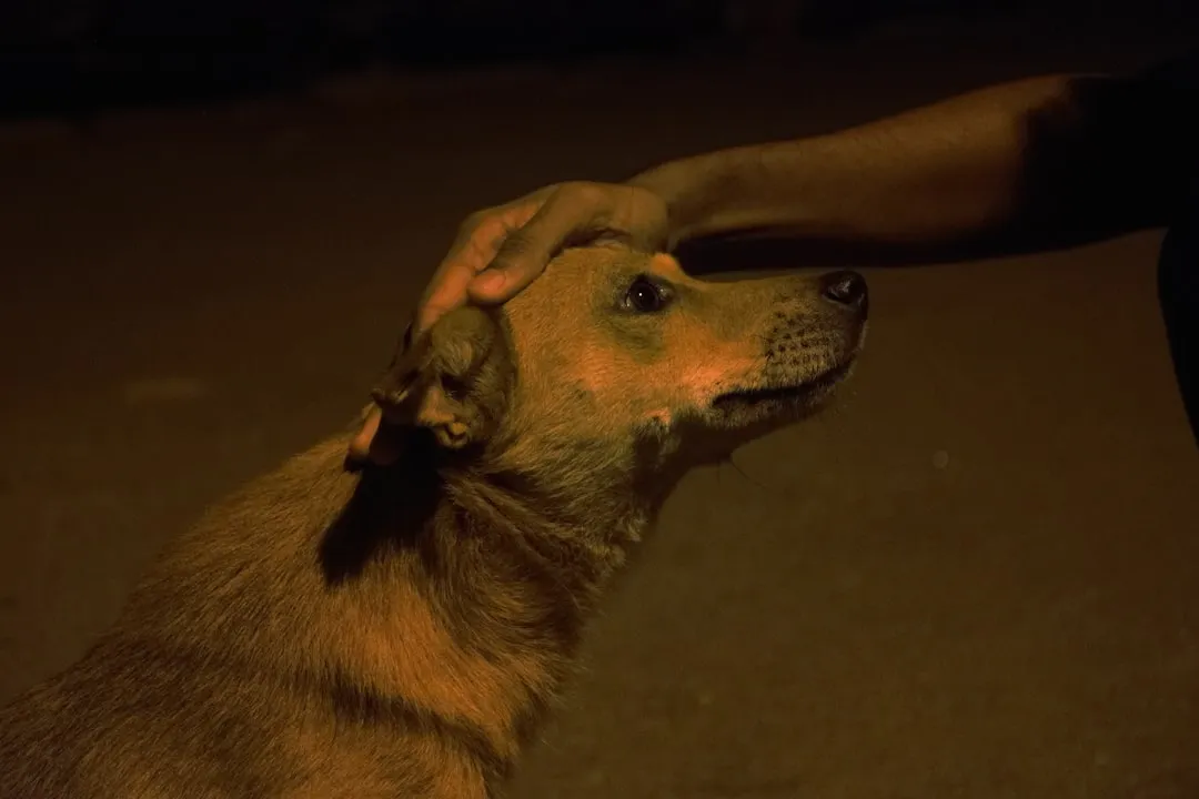 #4 - They Start Running Night Patrols Just to Check On You (Image Credits: Unsplash)