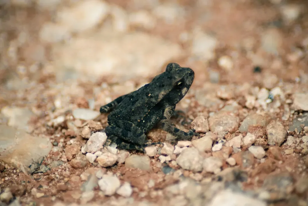 8. The Mississippi Gopher Frog: Tiny Amphibian, Massive Crisis (Image Credits: Unsplash)