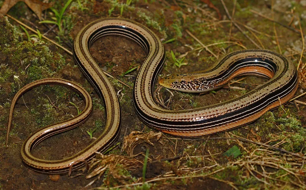 The Slender Glass Lizard - Prairie Ghost of the Midwest (2ndPeter, Flickr, CC BY 2.0)