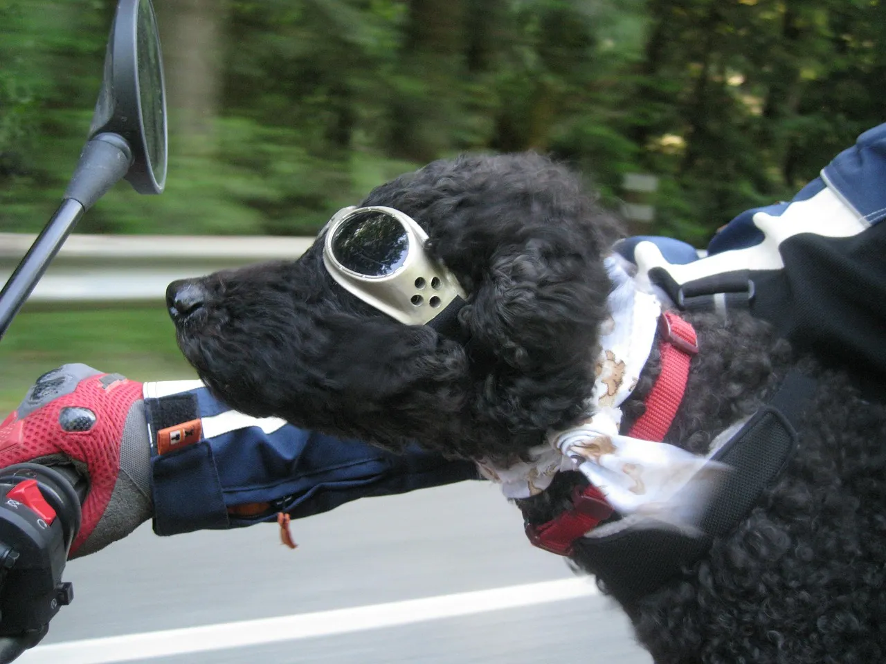 8. Investing in Quality Dog Gear (Image Credits: Pixabay)