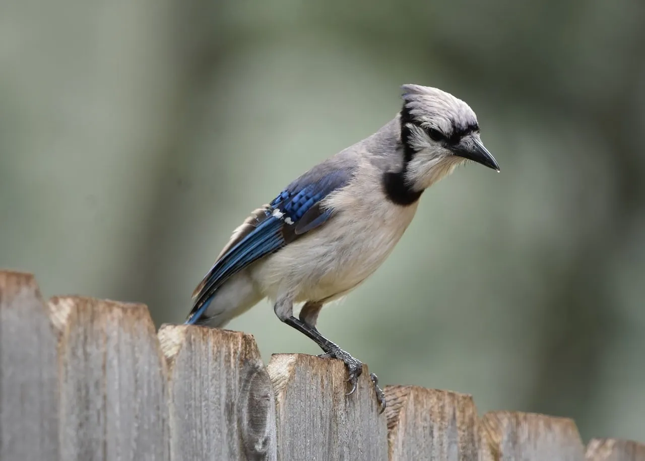 Leo: The Blue Jay (Image Credits: Pixabay)