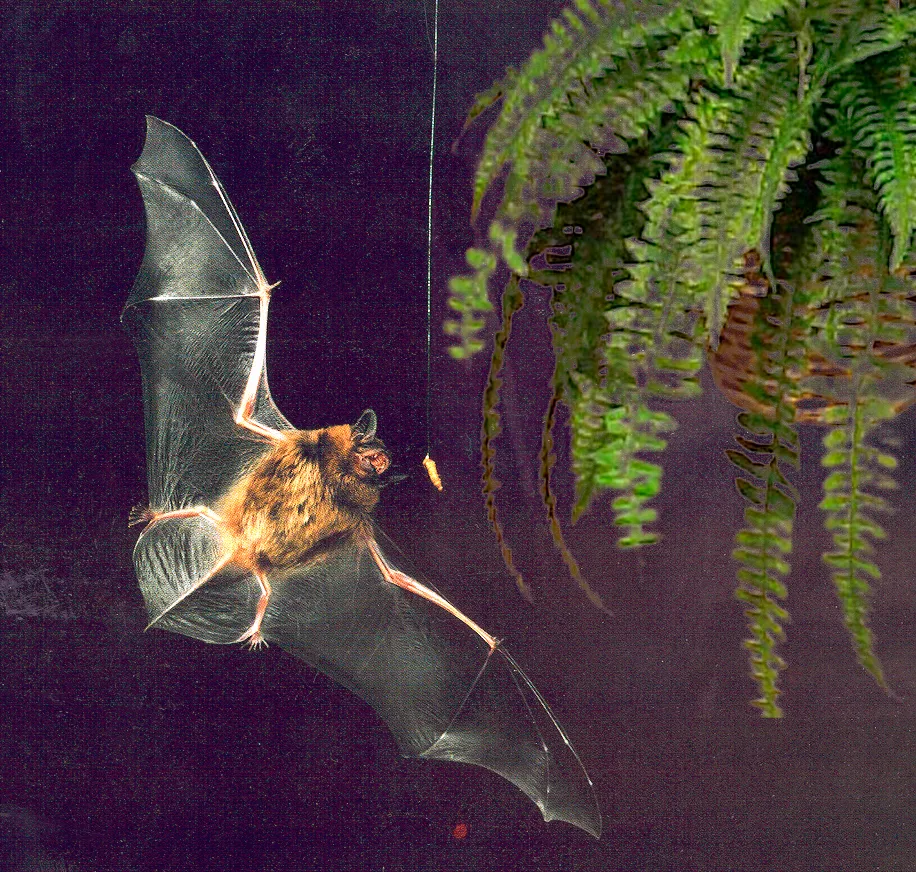 #3 What happens when a bat gets picked up and moved (The Sound of Dinner. Chanut F, PLoS Biology Vol. 4/4/2006, e107 https://dx.doi.org/10.1371/journal.pbio.0040107, CC BY 2.5)