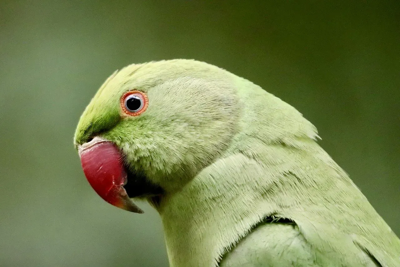 The Neuroscience: A Bird Brain Is No Insult (Image Credits: Pixabay)
