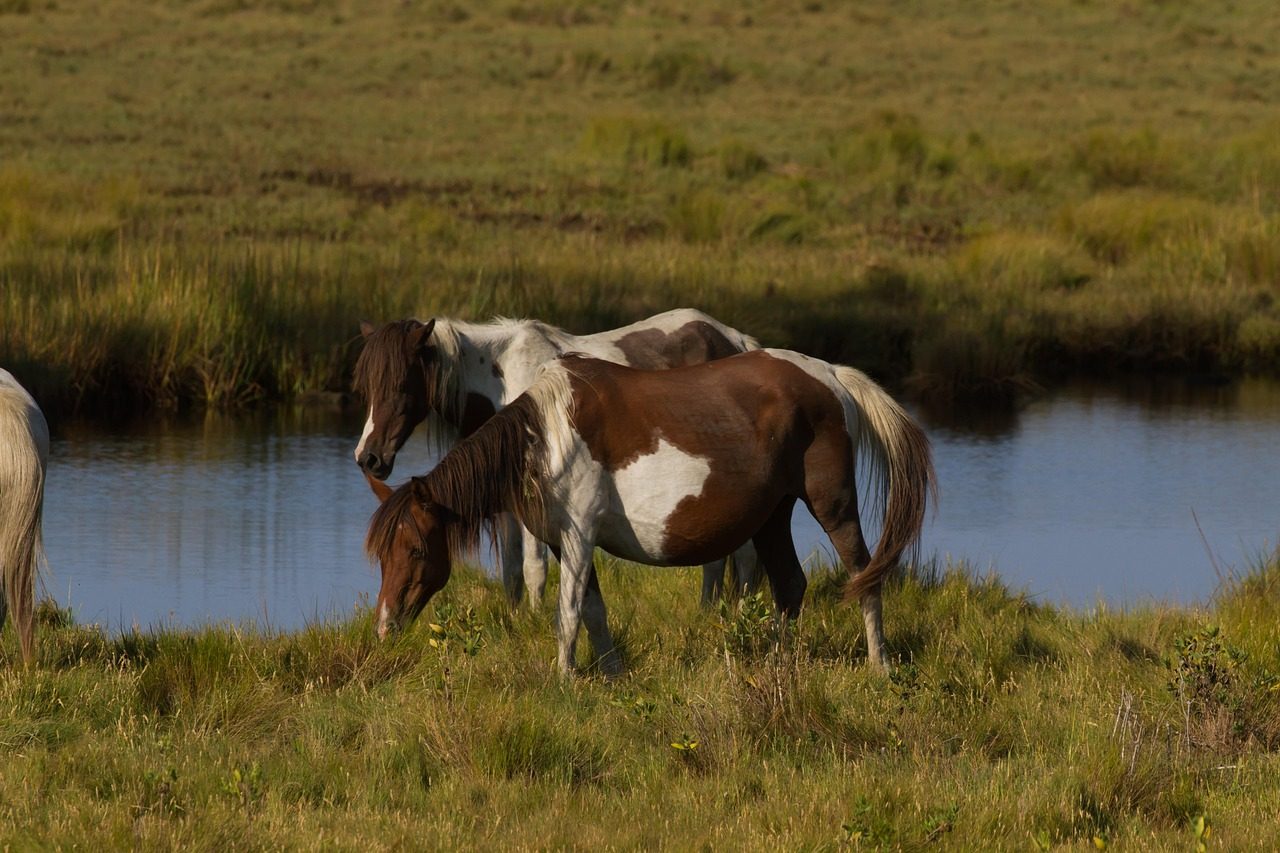 Chincoteague National Wildlife Refuge and Wild Ponies, Virginia (Image Credits: Pixabay)