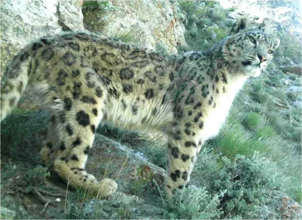 Capricorn: The Snow Leopard (Image Credits: Wikimedia)